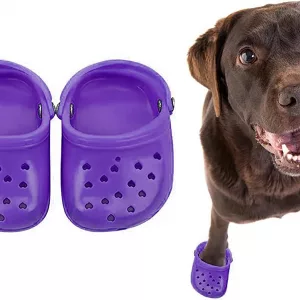 Chocolate Labs with Puppy Croc Sandals