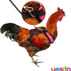 Close Up of Leash Attachment on Chicken Harness