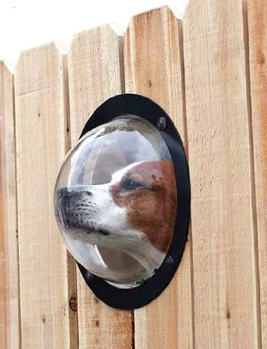 Dog Face Peeking Through PetPeek Fence Window for Pets