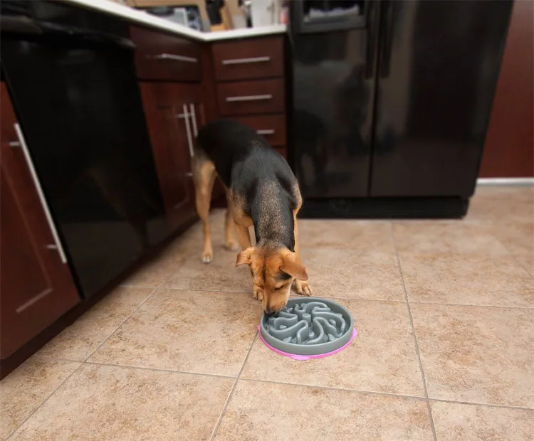Dog eating from the Slow Bowl Dog Feeding Bowl in a kitchen