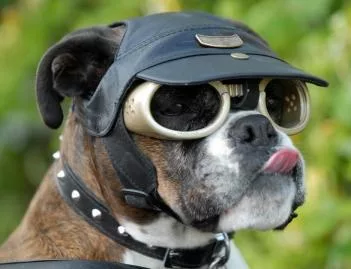 Dog wearing the Doggles Dog Sunglasses