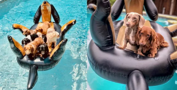 Dogs Laying on Giant Wiener Dog Pool Floats