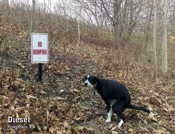 Pooping Pooches Calendar Dog Pooping Near No Dumping Sign