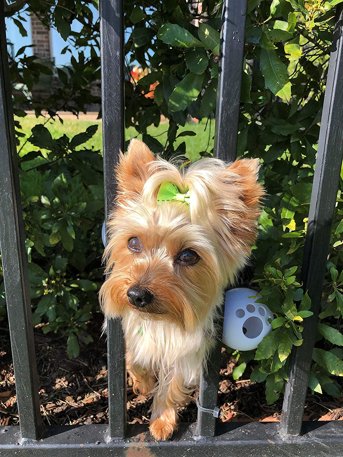 Small Dog Wearing the FenceMate Escape Prevention Dog Harness Trying To escape from fence