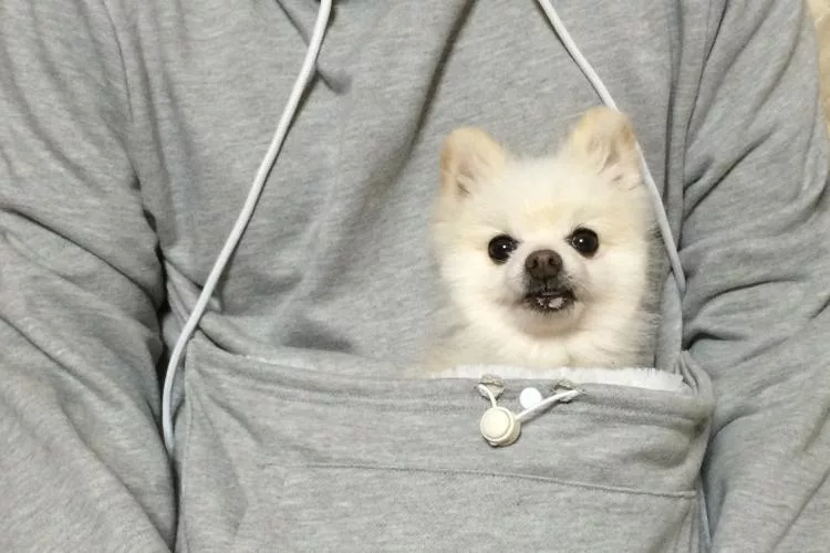 Small dog sitting in large pocket on the Giant Front Pocket Hoodie
